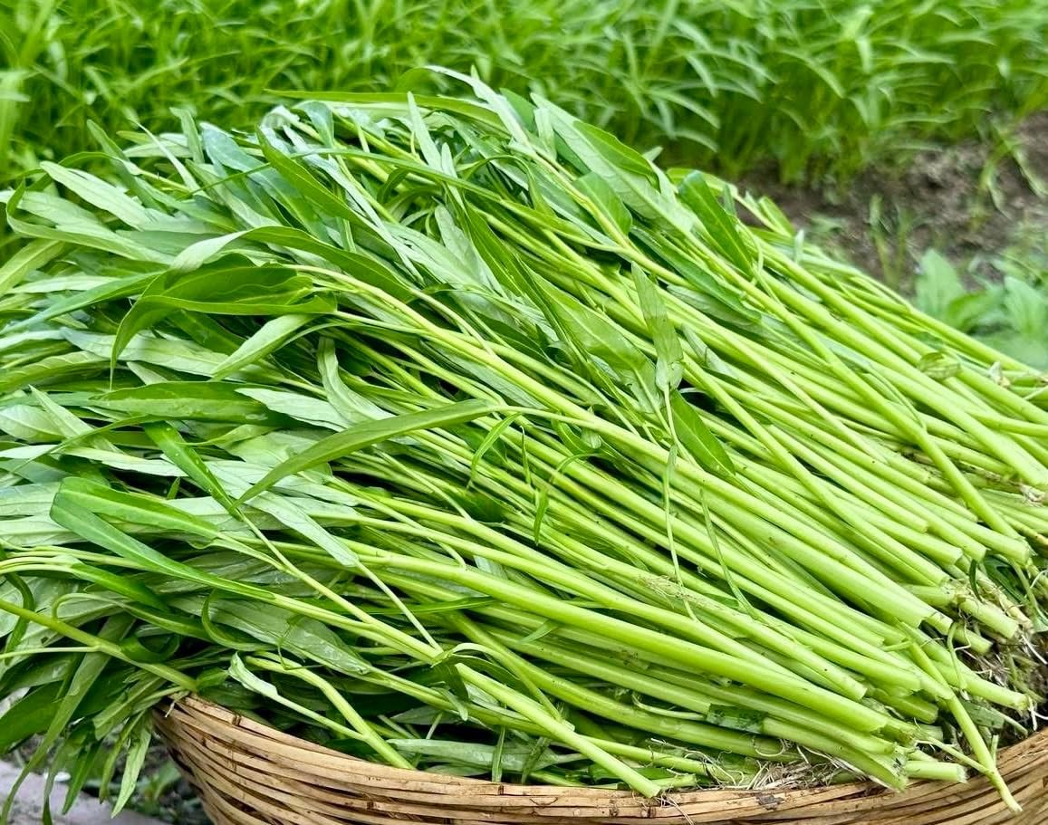 1000+ Organic Water Spinach Seeds – Kangkong, Ong Choy, Rau Muong – , Non-Gmo, U
