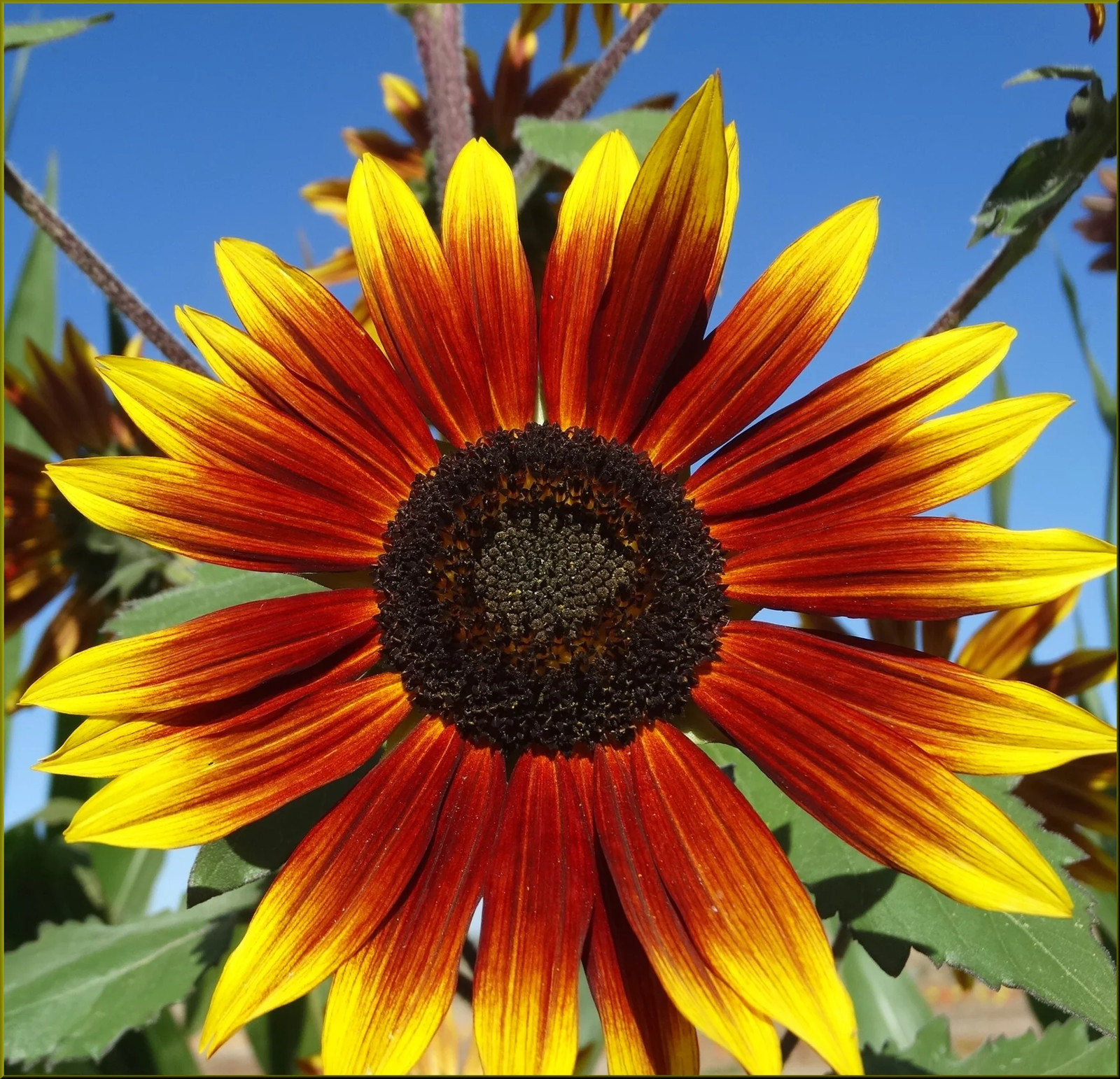 Autumn Beauty Sunflower Seeds | For Planting Orange Garden Sun Flower Seed 2024
