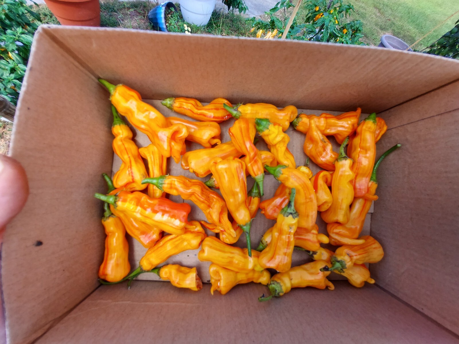 (12) Sugar Rush Stripey Pepper Seeds FREE SHIPPING!