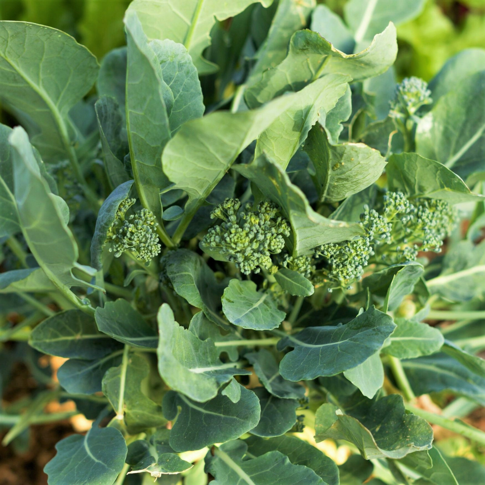 Broccoli Rabe Seeds | Brassica Broccoli Raab Spring Rapini Broccolini Seeds 2023