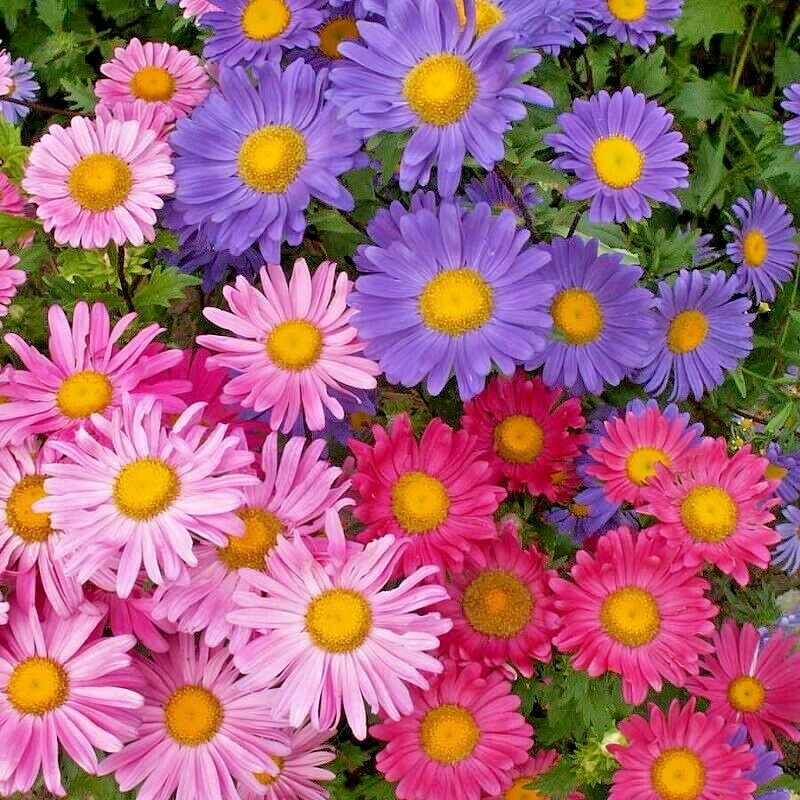 301+GIANT CALIFORNIA CHINA ASTER Mix Seeds Cut Flowers Summer Garden Container