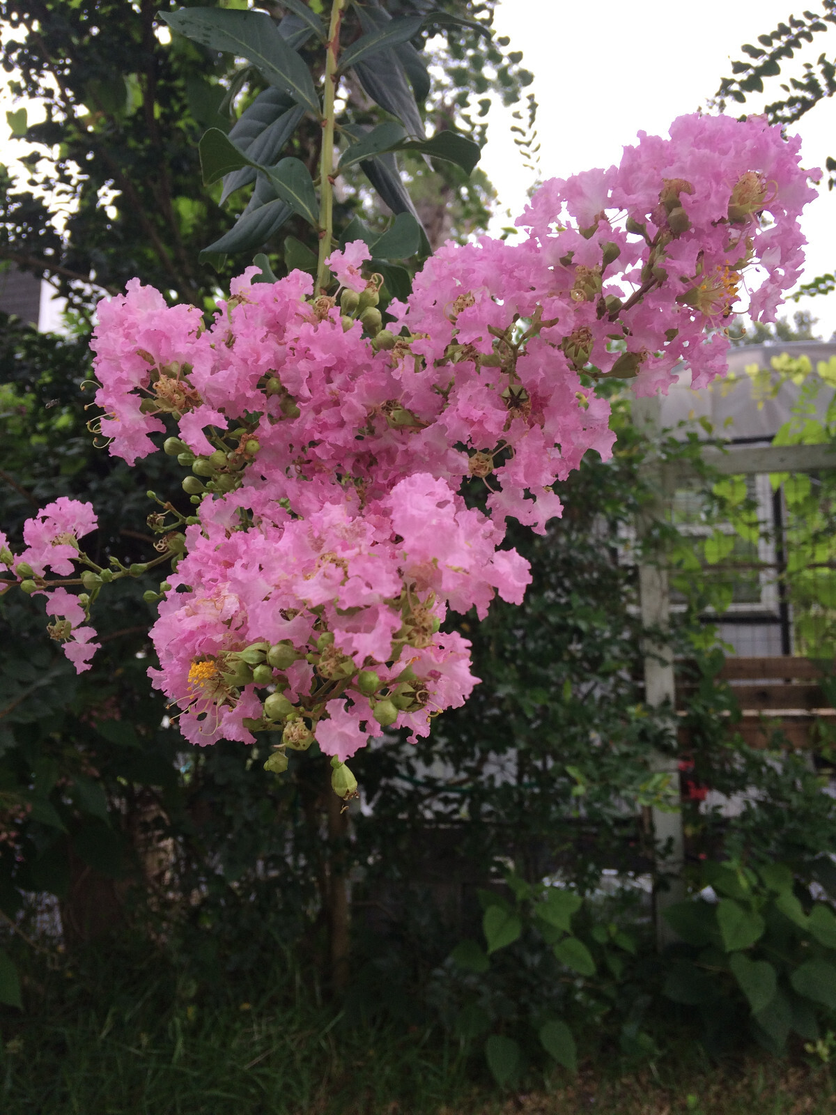 Lagerstroemia Crape Myrtle | Sioux | Soft Pink 10 seeds
