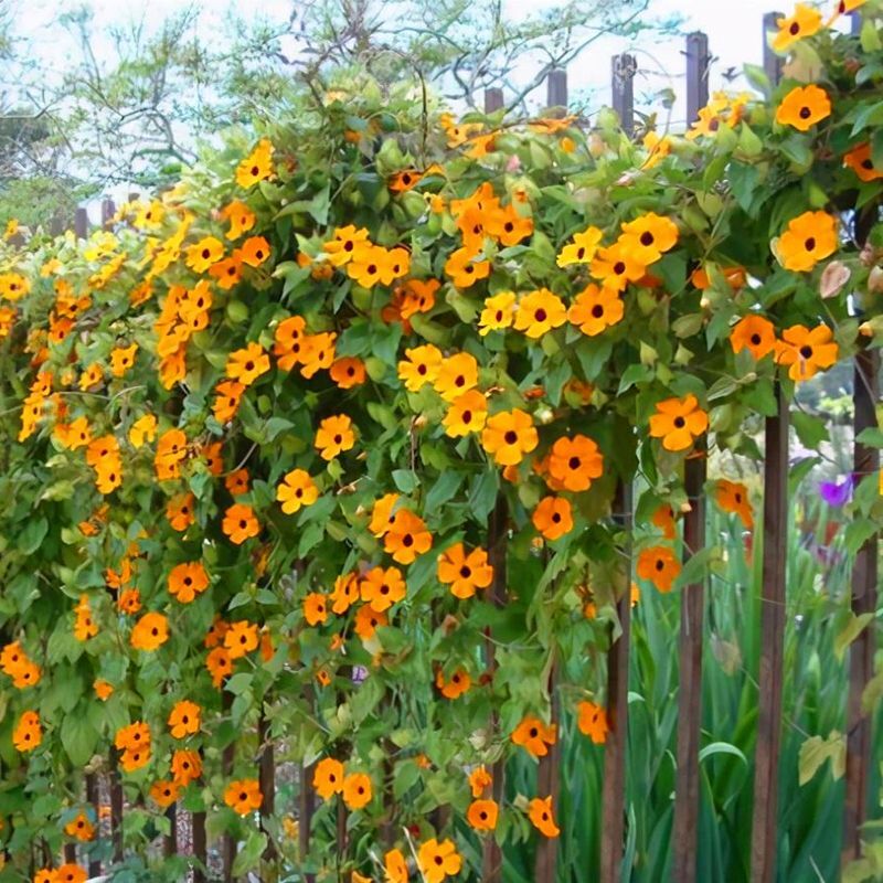 20 JASMINE FLOWER SEEDS rare exotic rambling vine fragrant plant garden bush