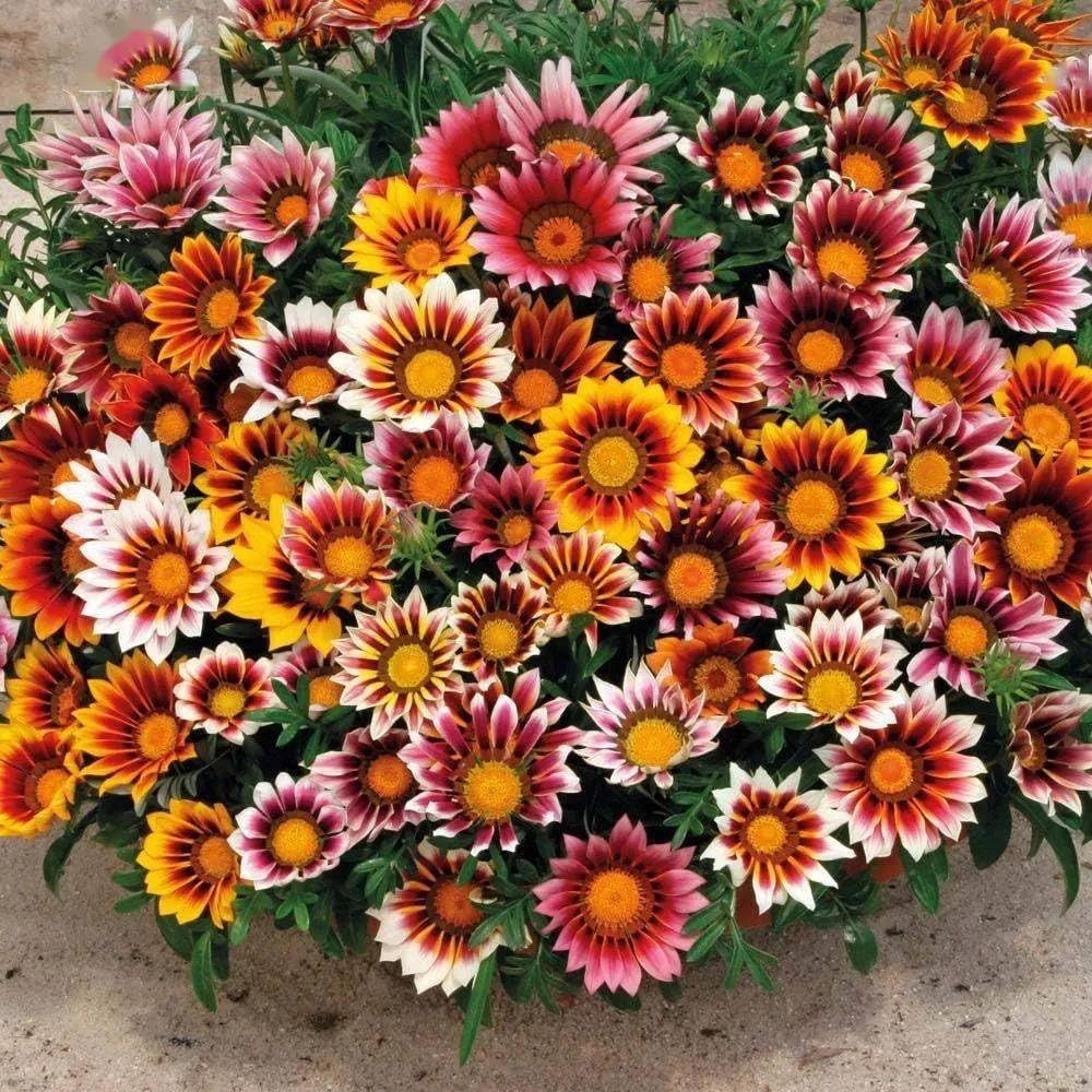 99pcs Gazania & Tithonia Mexican Sunflower Seeds– Perennial Ground Cover Plan…
