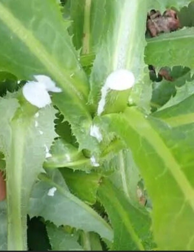 Wild Lettuce SEEDS (Lactuca Serriola)
