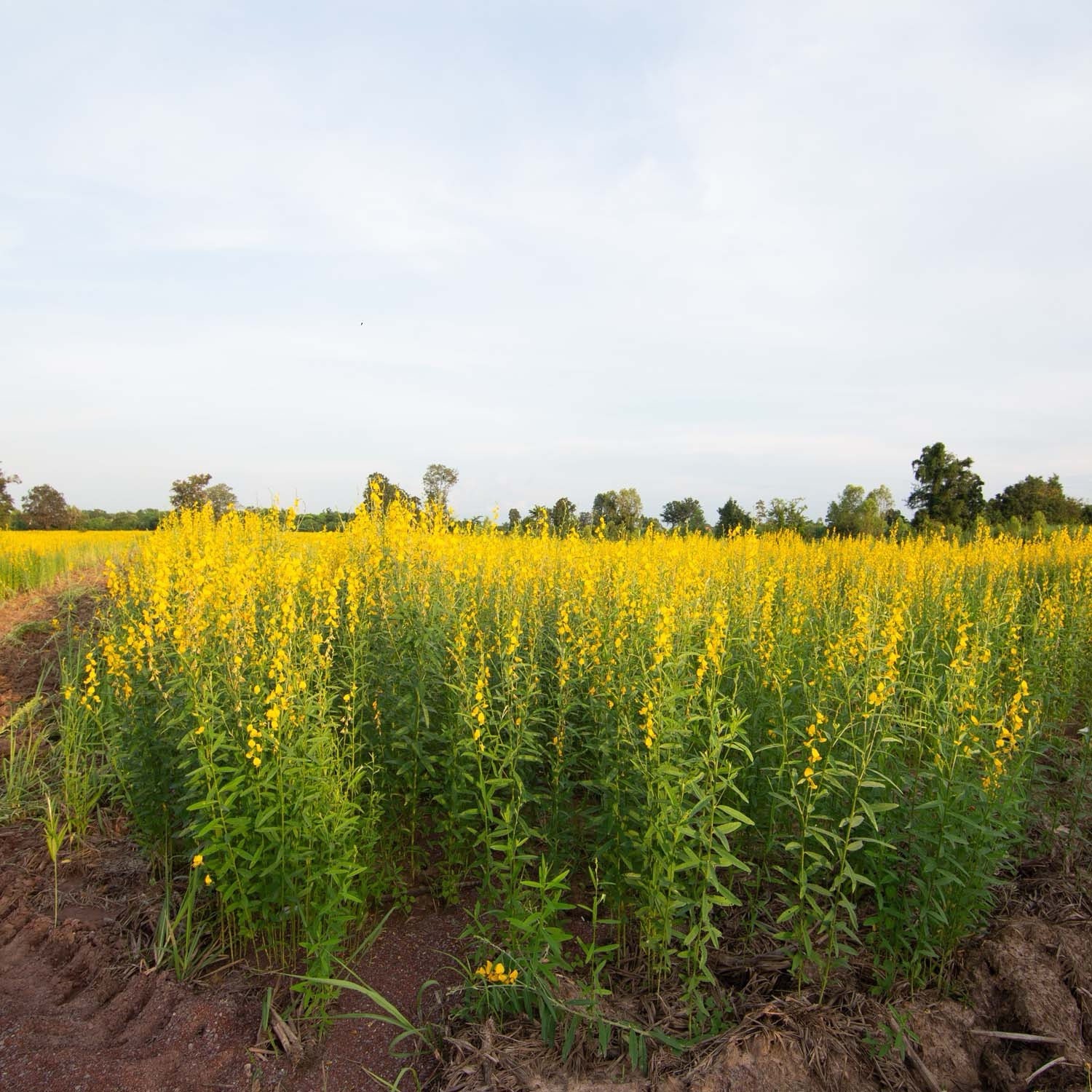 100 Sunn hemp Seeds (Crotalaria juncea L.) – ground cover, Non-GMO USA Seller