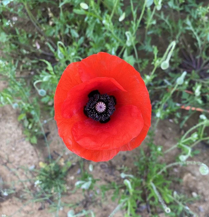 American Legion Poppy Seeds | Red Corn Poppies Remembrance Day Flower Seed 2023