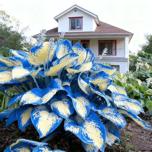 Hosta Seeds for Planting, 290+pcs Rare Perennial Hosta Flower Seeds, Non multi