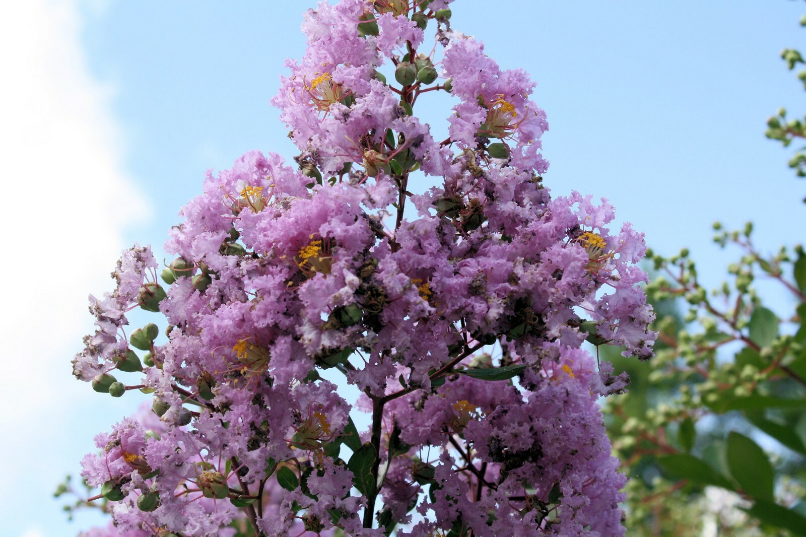 Lagerstroemia indica Tree Seeds purple Flower Standard Or Bonsai Crape Myrtle
