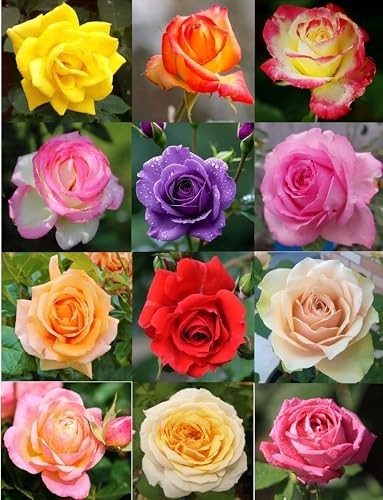 100PCS Mixed Rose Seeds – Lush Perennial Blooms, Heirloom Flower Seeds for Garde