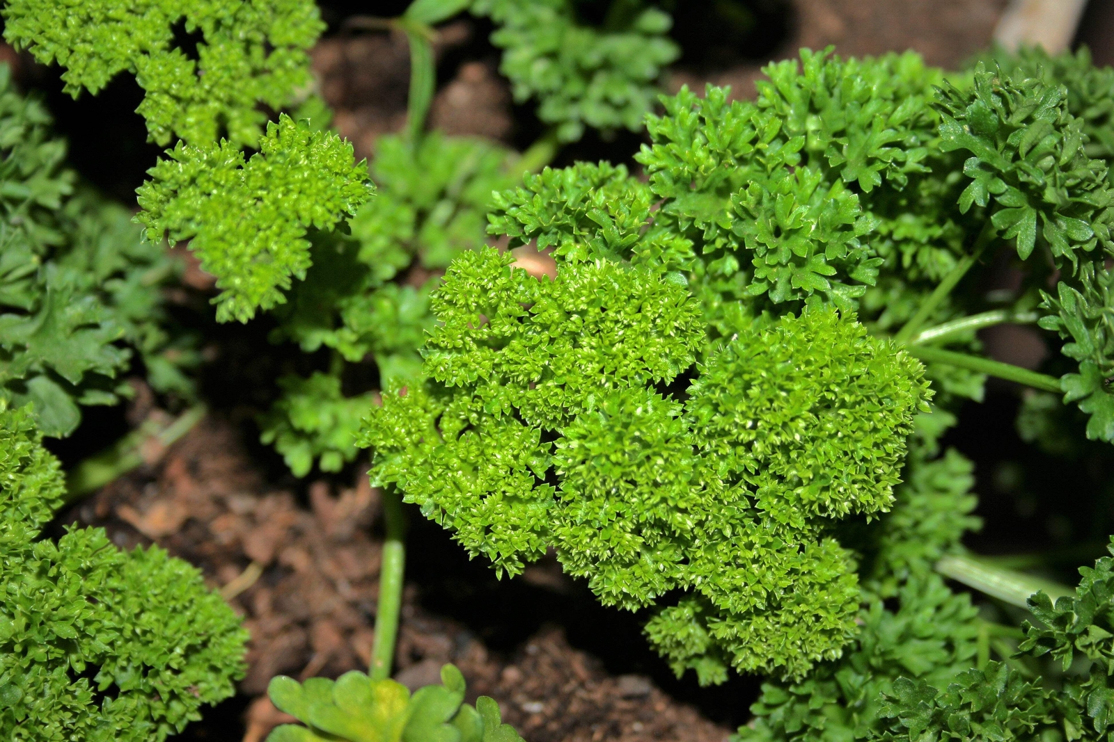 1500 TRIPLE CURLED PARSLEY Petroselinum Hortensis Herb Vegetable Seeds *Comb S/H