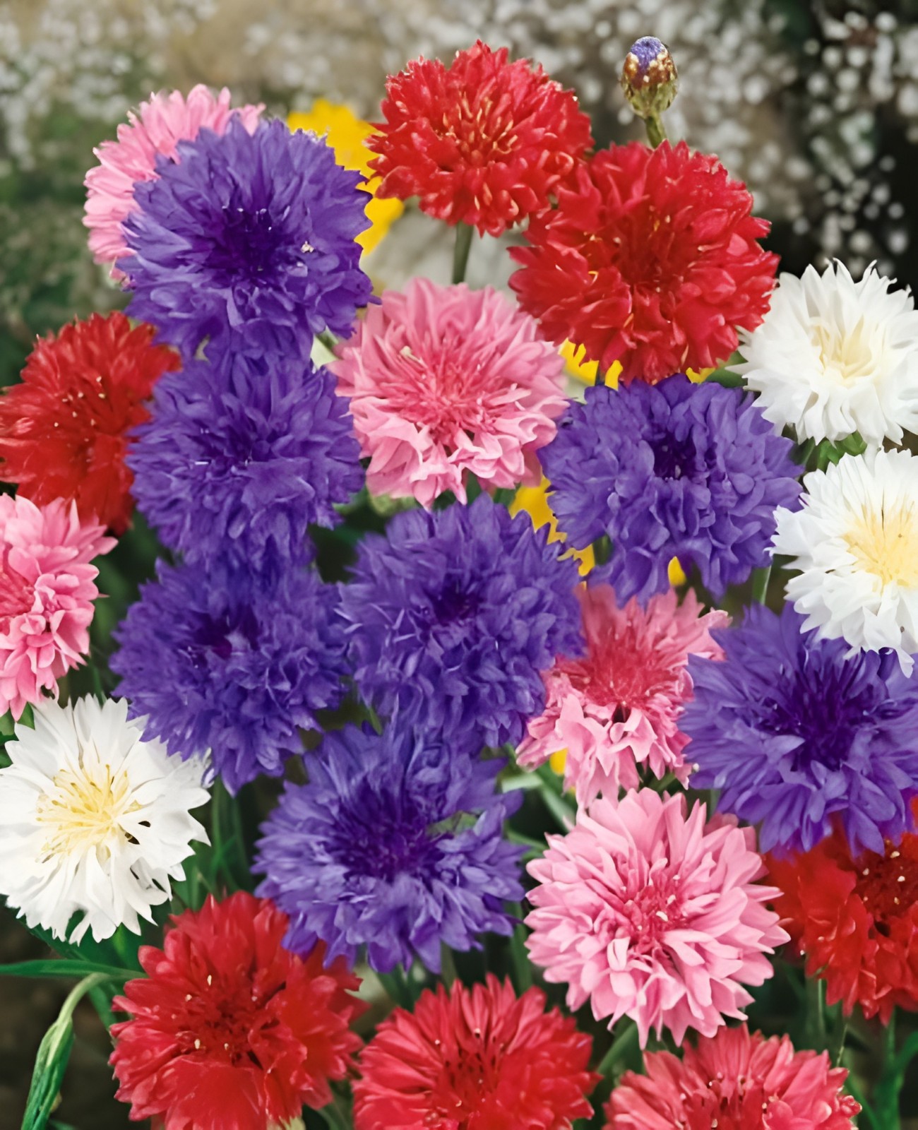 625 Bachelor Button “Polka Dot Mix” Seeds – Colorful Annual WIldflower Mix