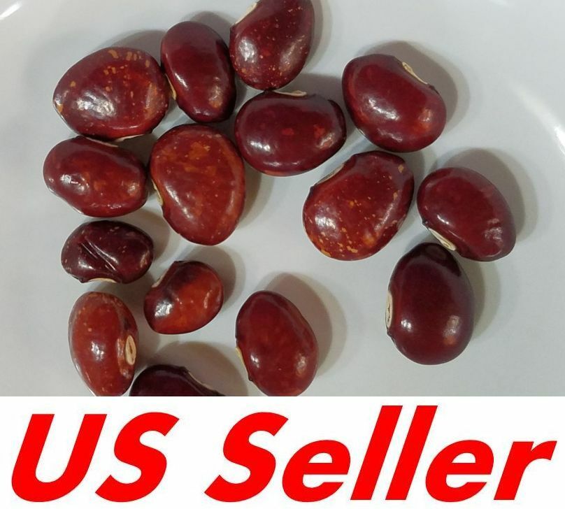 15 Seeds Frijol Piloy Amarillo Bean E189, Heirloom Guatemala Pole Climbing Beans