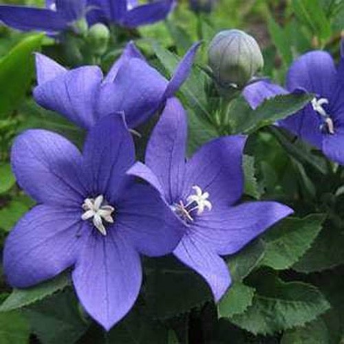 1000 Seeds Ballon Flower Seeds – Platycodon Grandiflora Blue Flower Seed