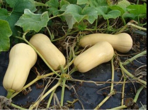 Waltham Butternut Winter Squash 15 – 200 SEEDS Heirloom Classic Favorite Summer