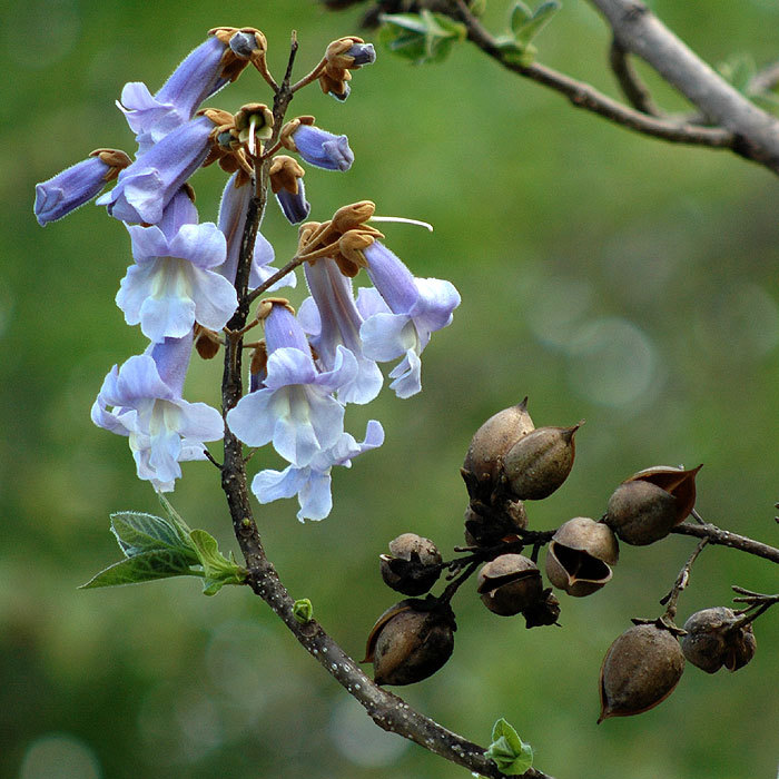 Royal Empress, Paulownia tomentosa, Tree Seeds (Fast, Showy, Fragrant)