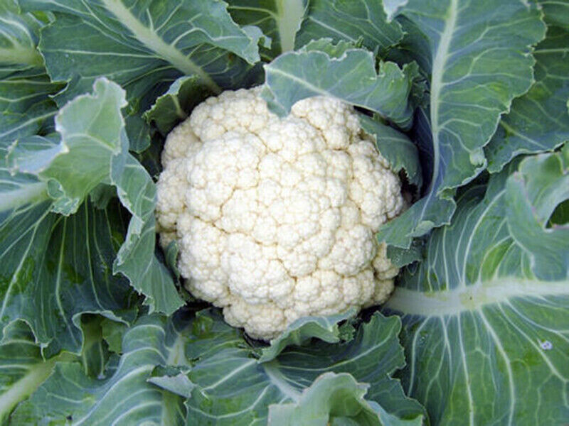 SCARBOROUGH SEEDS Snowball Cauliflower 100 Seeds Heirloom Non GMO Garden Seeds