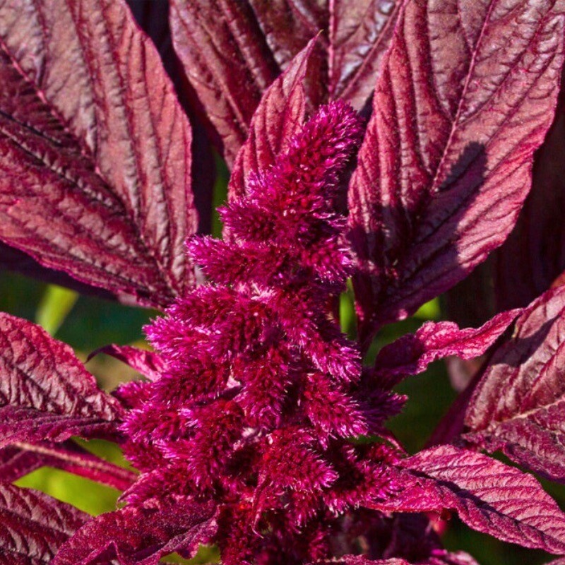 Amaranth Red Garnet, 250+ Seeds. Non-GMO~Heirloom~USA~Free Shipping.