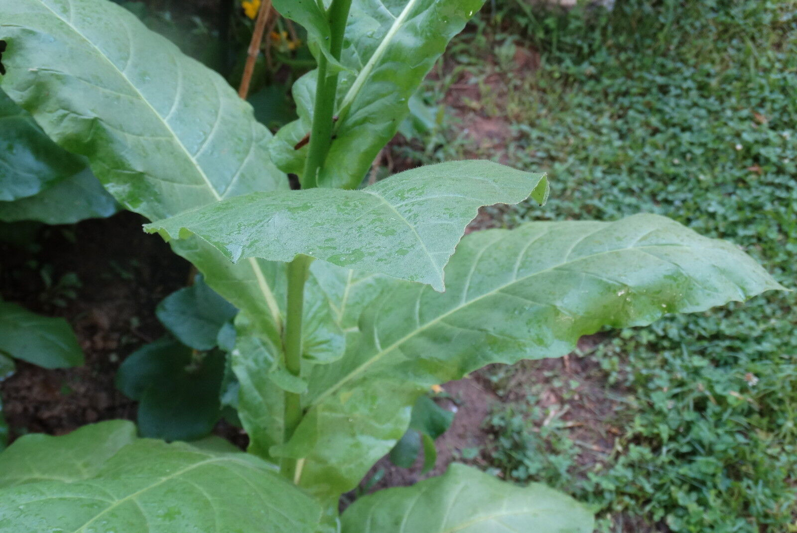 SHIRAZI TURKISH-PERSIAN AROMATIC TOBACCO 500+ SEEDS RARE ORIENTAL ORGANIC 2022