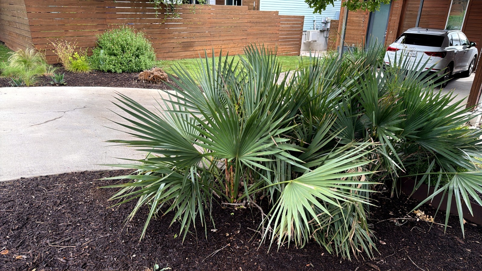 Dwarf Palmetto Palm Tree Seeds (Sabal minor) Cold Hardy Tropical Fan Palm