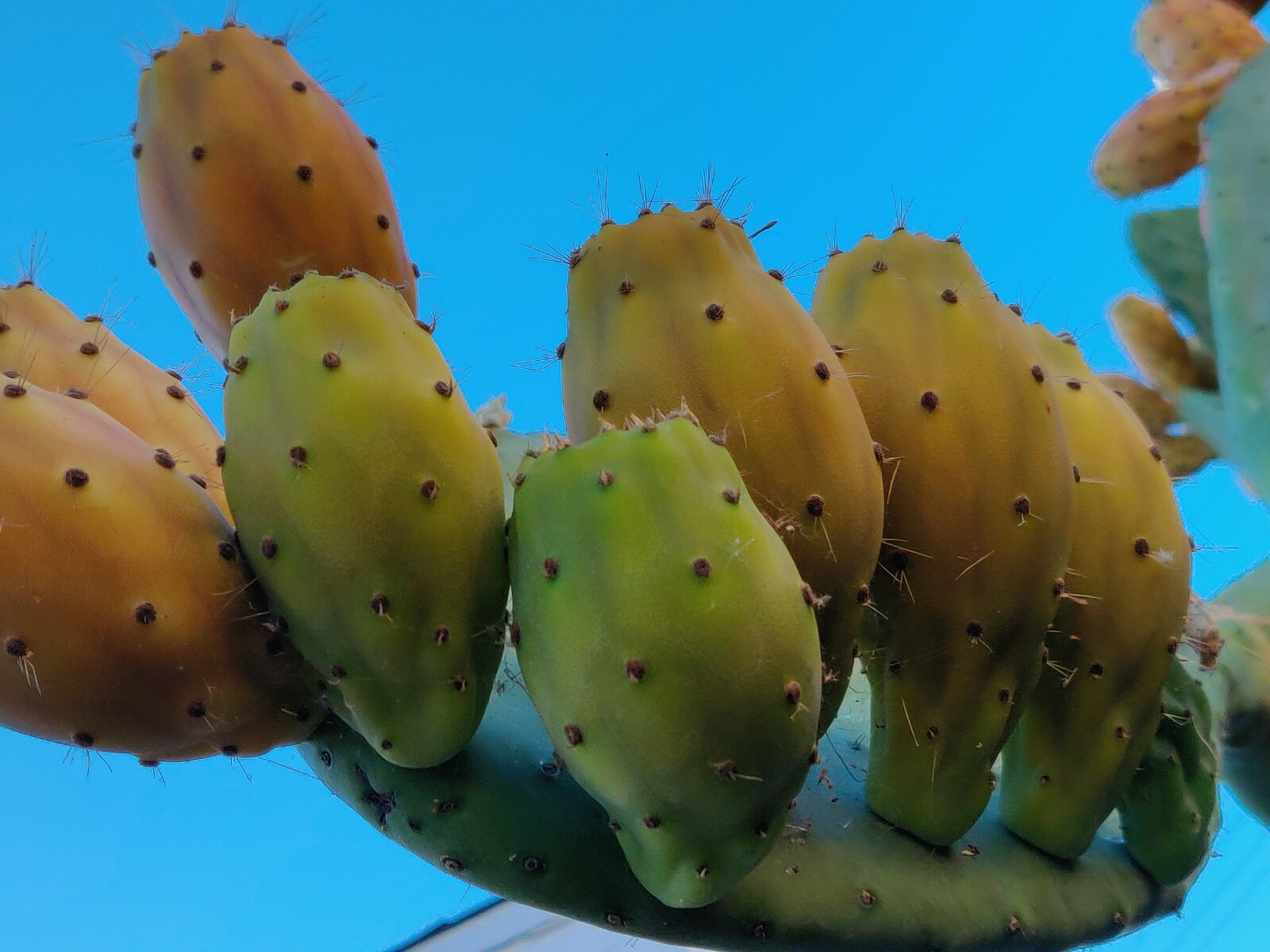 60 Opuntia Prickly Pear Cactus Fruit Tuna Sabra Cactus Organic Seeds Semillas