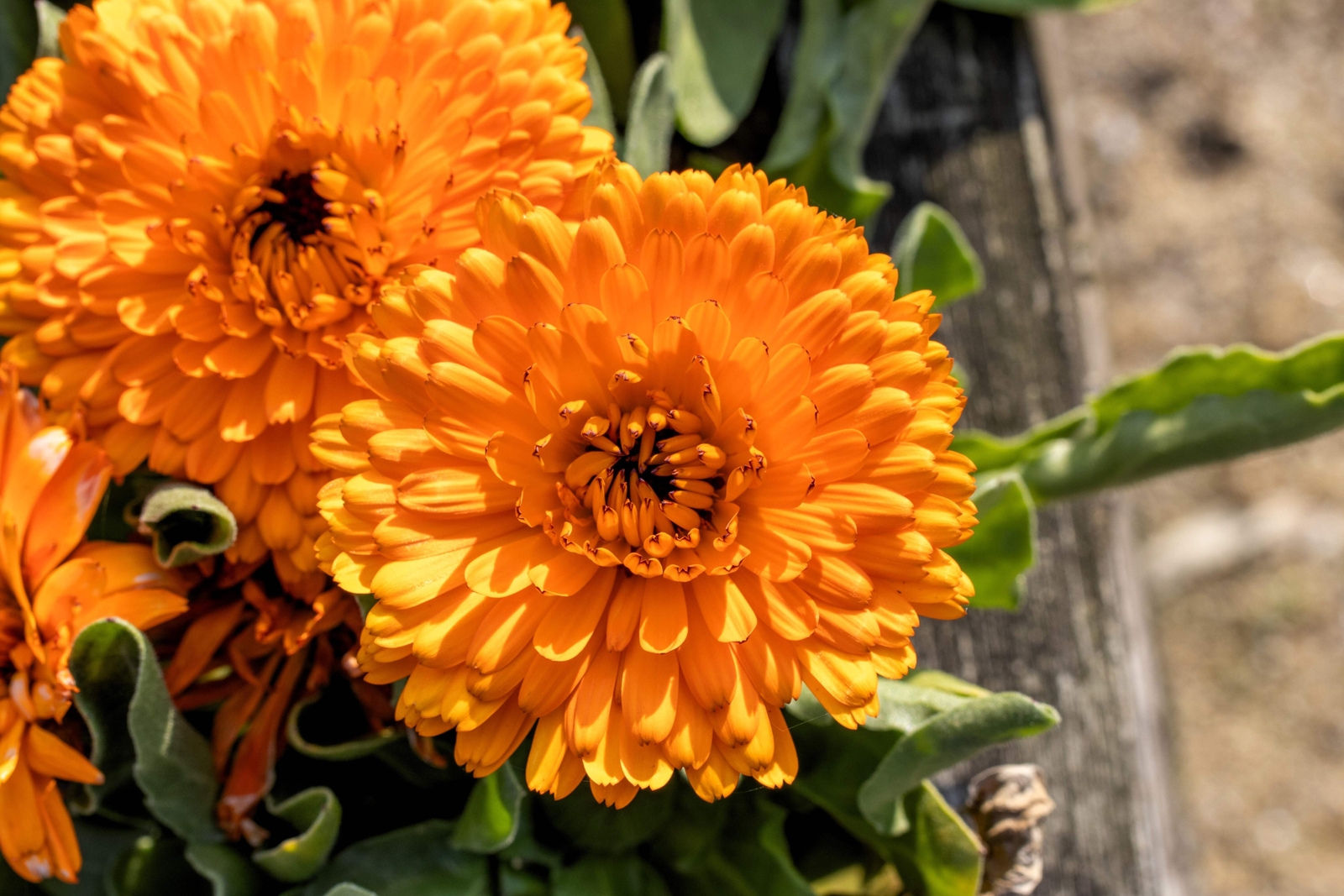 500 PACIFIC Beauty ORANGE MARIGOLD Calendula Officinalis Flower Seeds