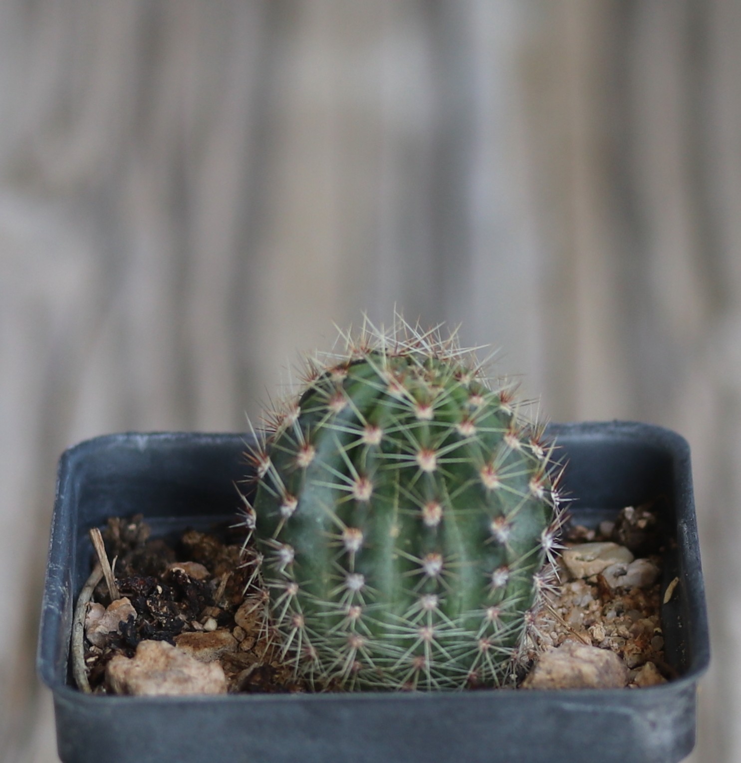 Echinopsis hybrid ‘Utopian Dream’