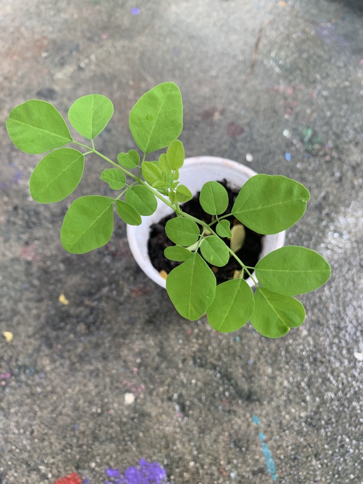 Ripkitty Moringa Oleifera (Tree of Life) Wingless Seeds Planting Nuts FREE S/H!