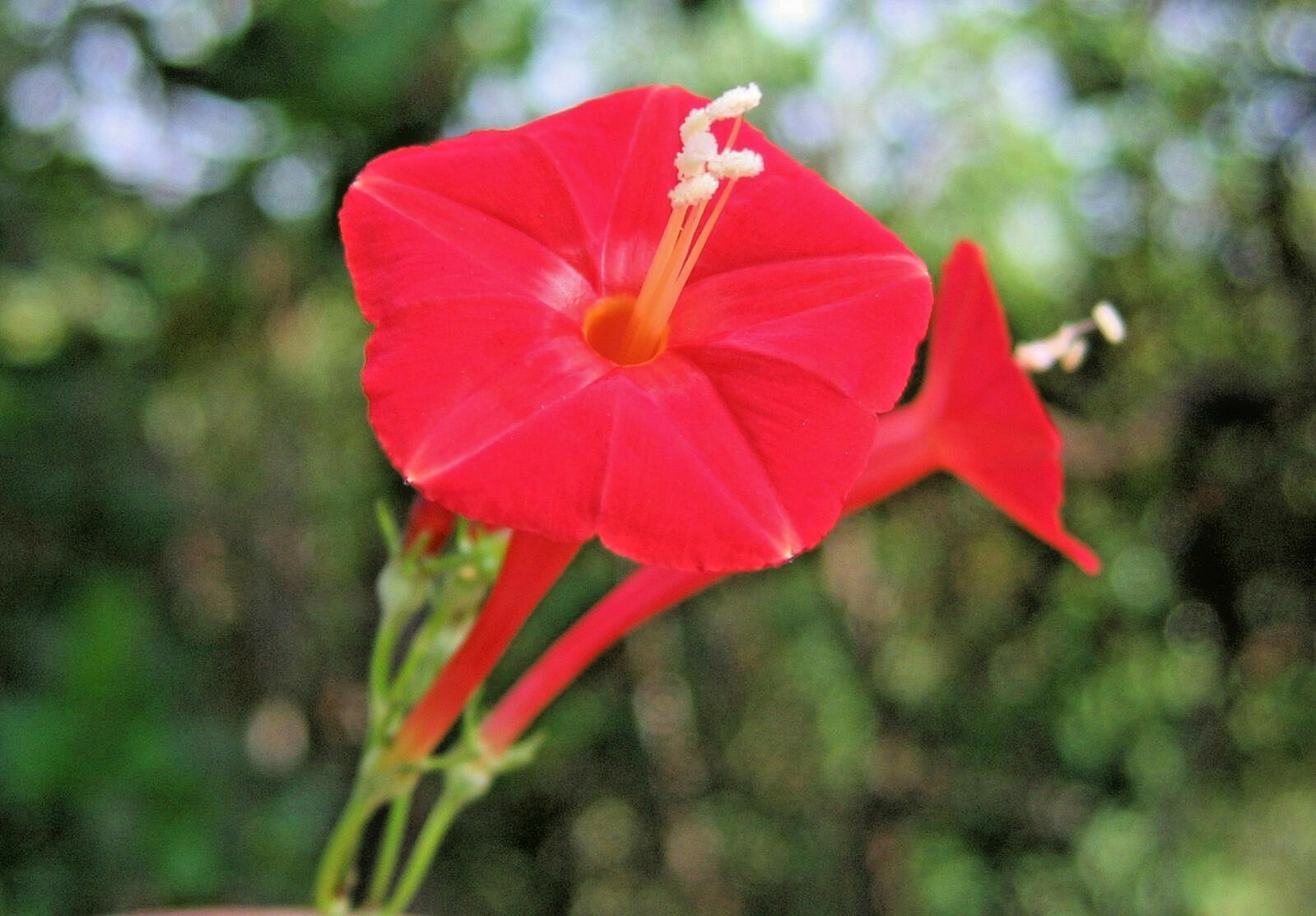 41+CYPRESS VINE Flower Seeds Climbing Flowering Vine Summer Garden Container