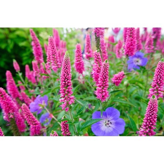 50 Mixed Colors VERONICA SIGHTSEEING MIXTURE (Spike Speedwell) Veronica Spicata