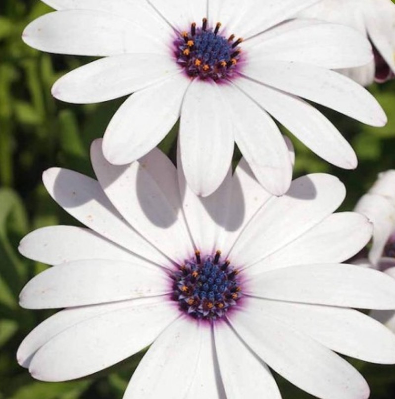 40+ White Cape Daisy Seeds **Fresh Seeds** ~~Free Shipping~~