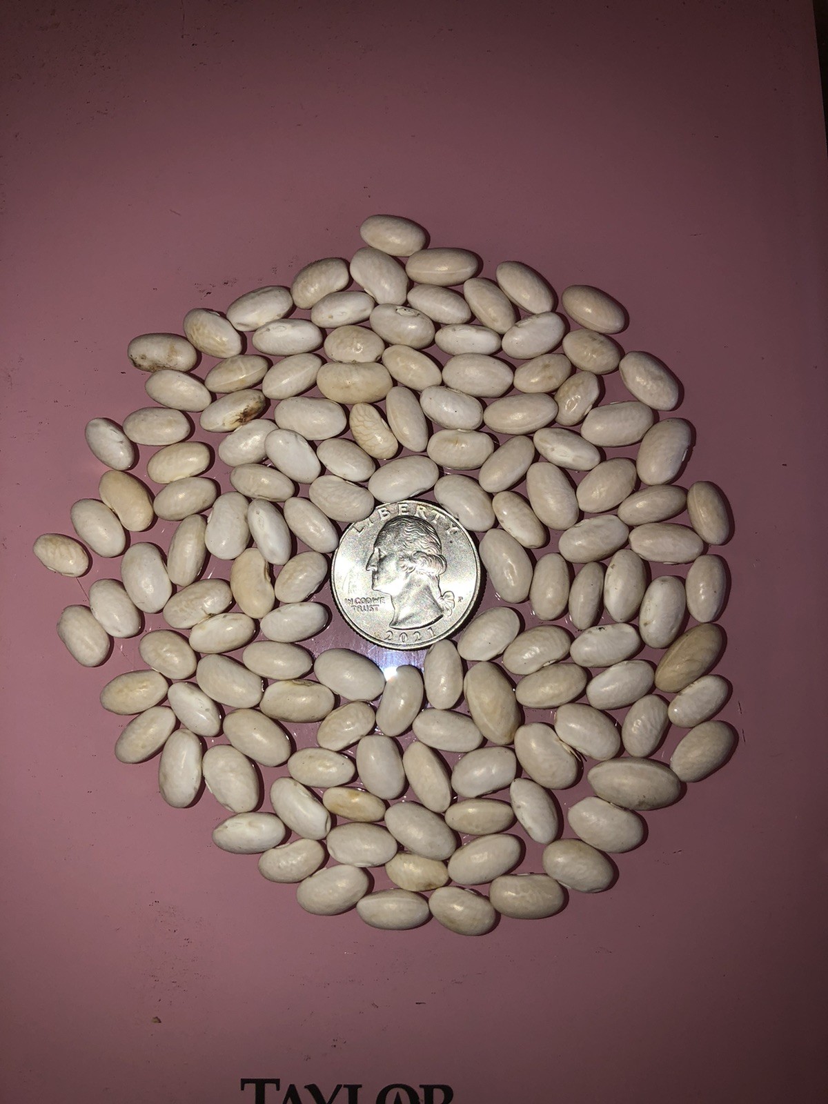 Cana Pole Bean Grown in 2025 Heirloom North Carolina half runner Bean. 1 Ounce
