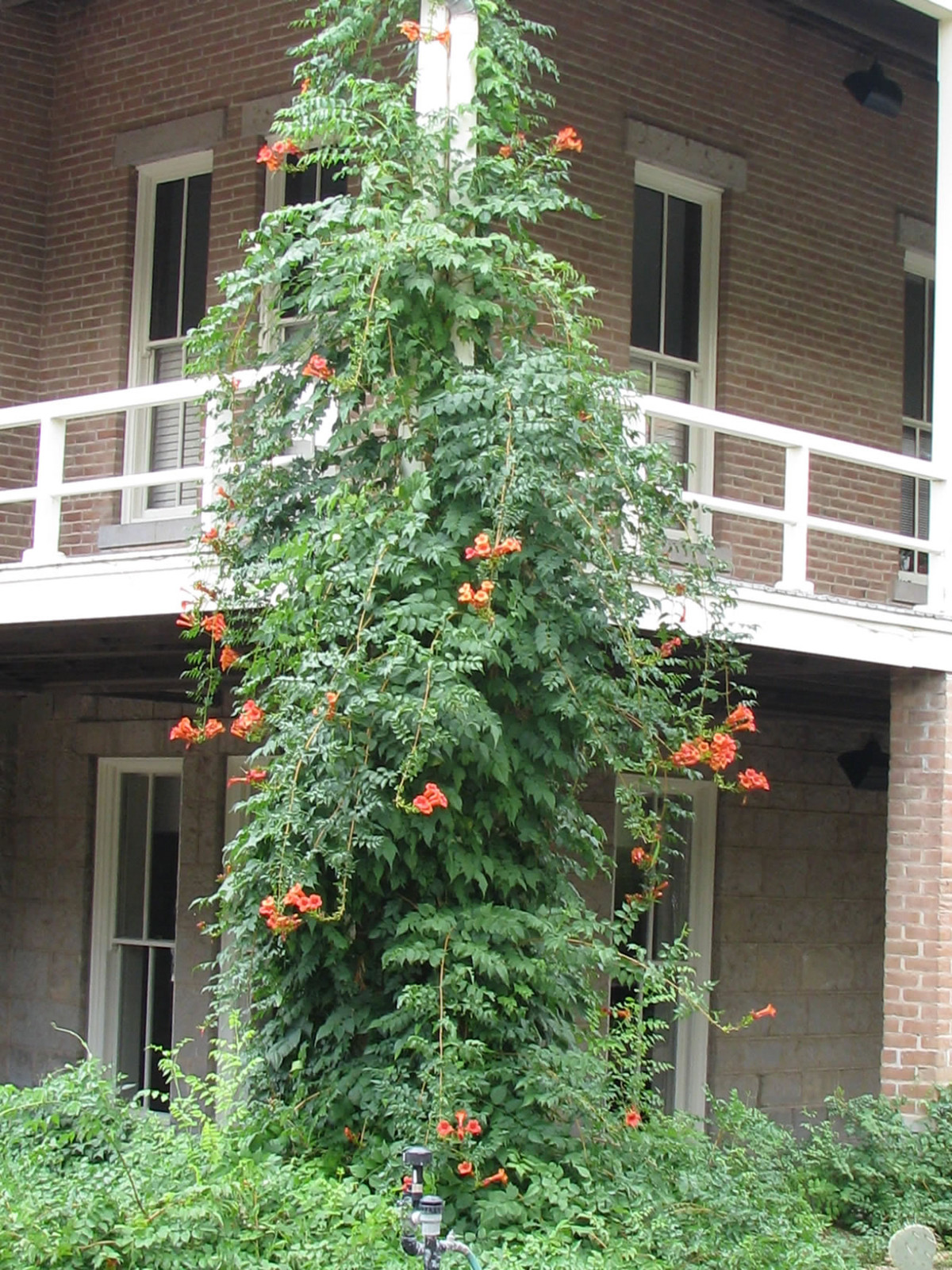Trumpet Creeper, Campsis radicans, Vine Seeds (Fast, Showy, Hummingbirds, Hardy)