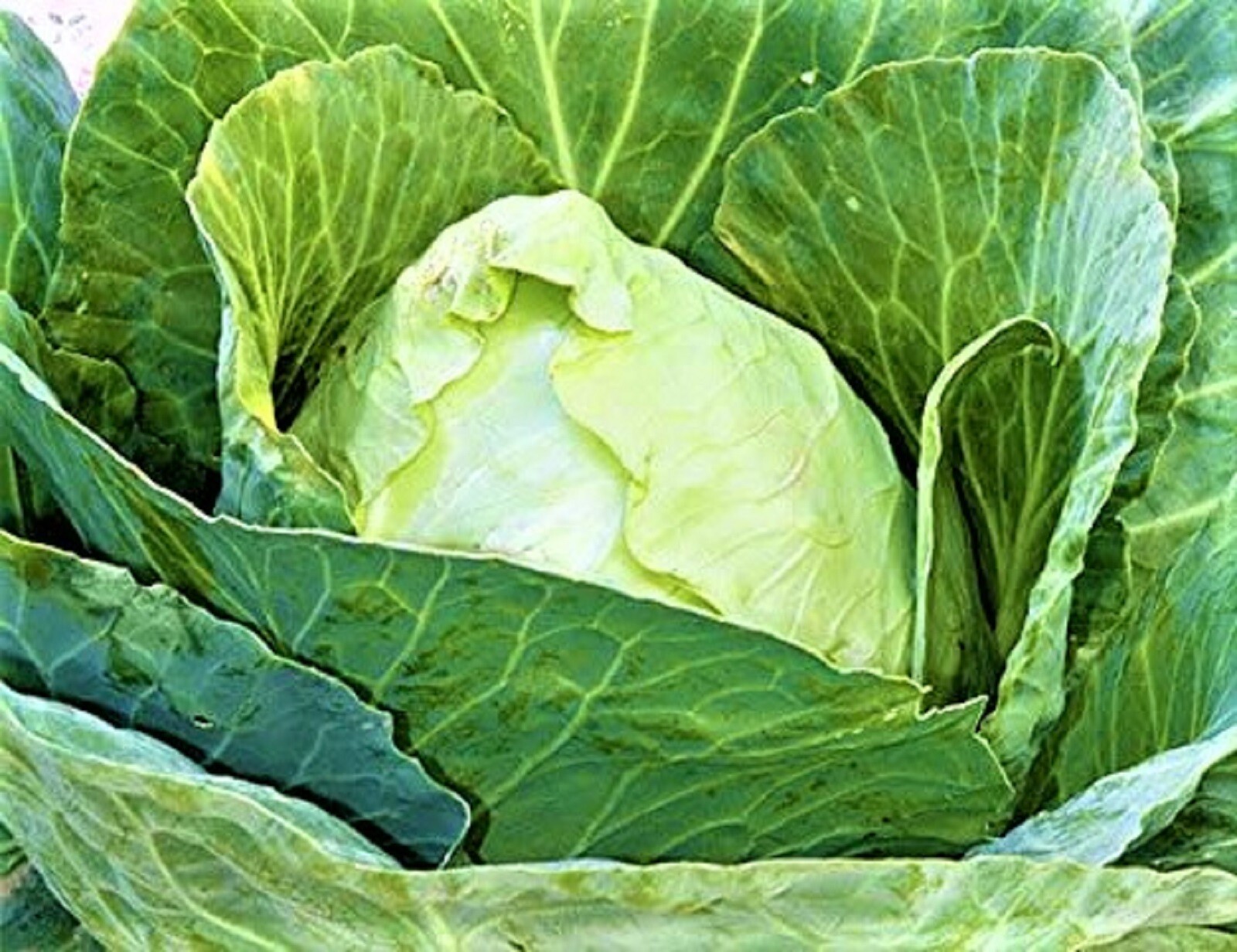 Early Jersey Wakefield Cabbage Seeds 300+ SEEDS NON-GMO–BUY 4 ITEMS FREE SHIP