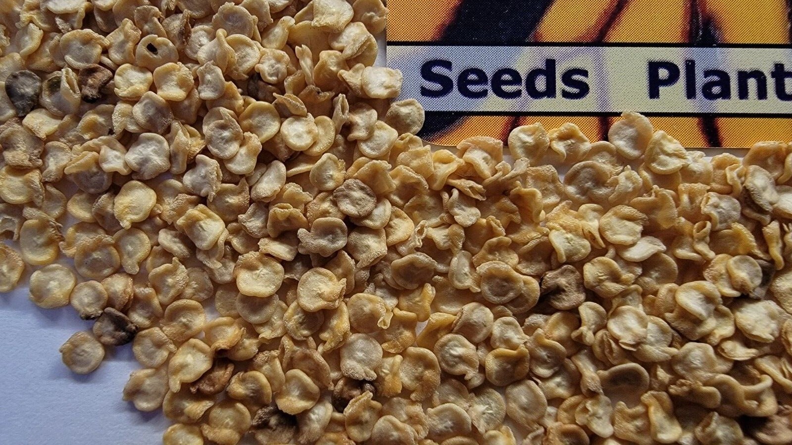 Habanero Pepper Seeds (FREE SHIPPING) Best Pepper flavor