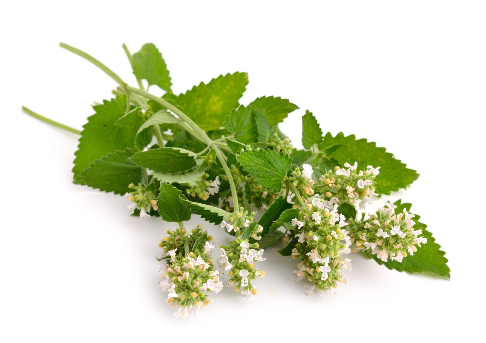 200 Lemon LEMONY CATNIP Nepeta Cataria Citrodoria Herb Flower Seeds