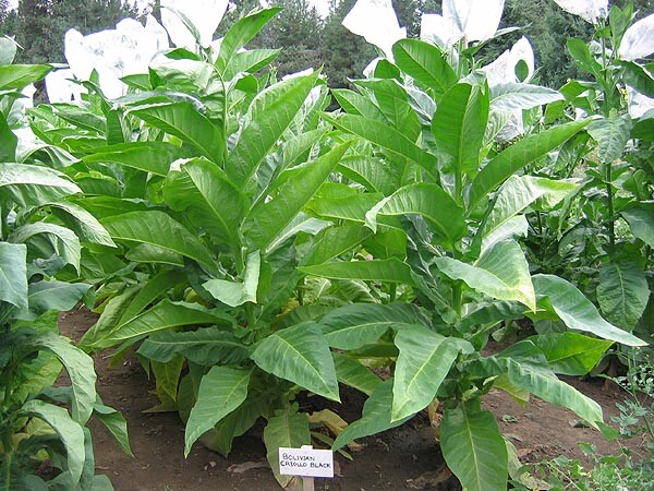 1000 Bolivian Criollo Black Tobacco Seeds ~ Heirloom Dark ~ Heavy Producer