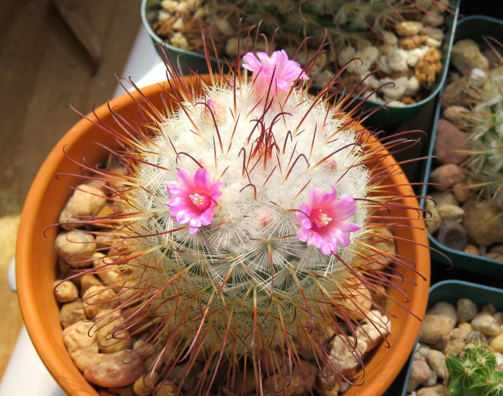 Seed- Mammillaria bombycina 25+ seeds (2026)