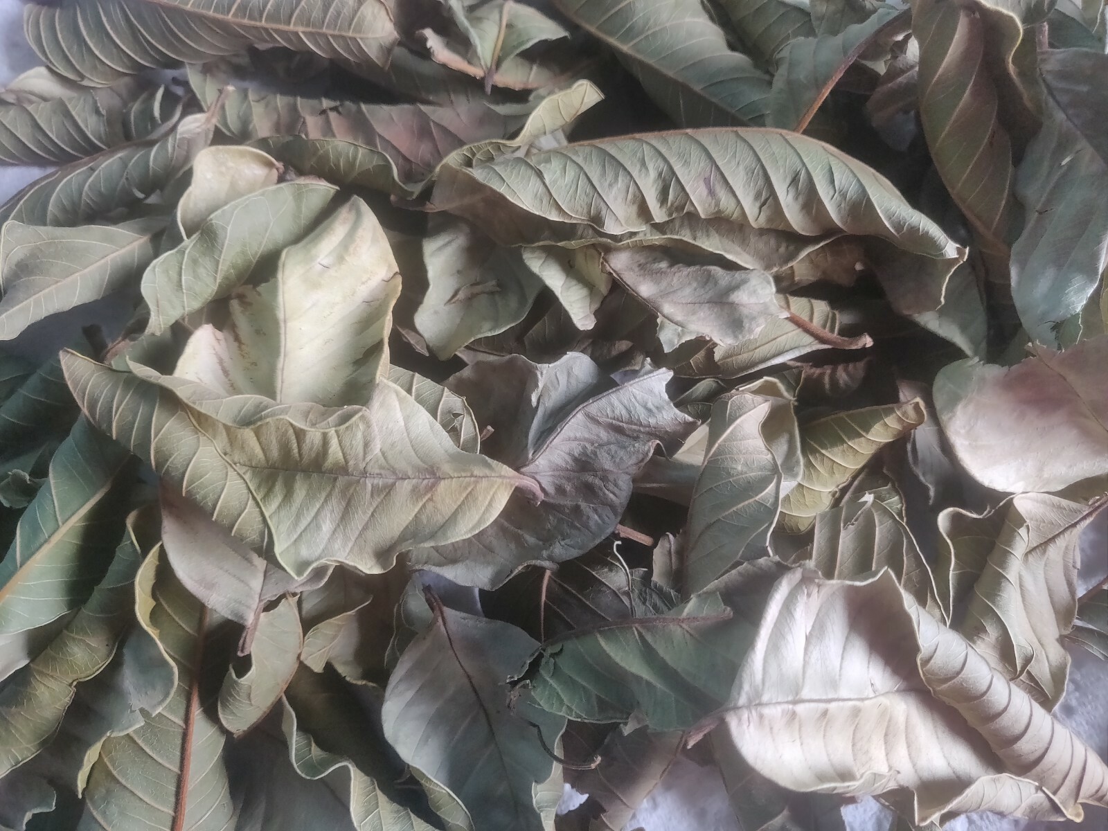 50 HOJAS DE GUAYABA ORGANICAS SECAS-50 ORGANIC DRY GUAVA LEAVES