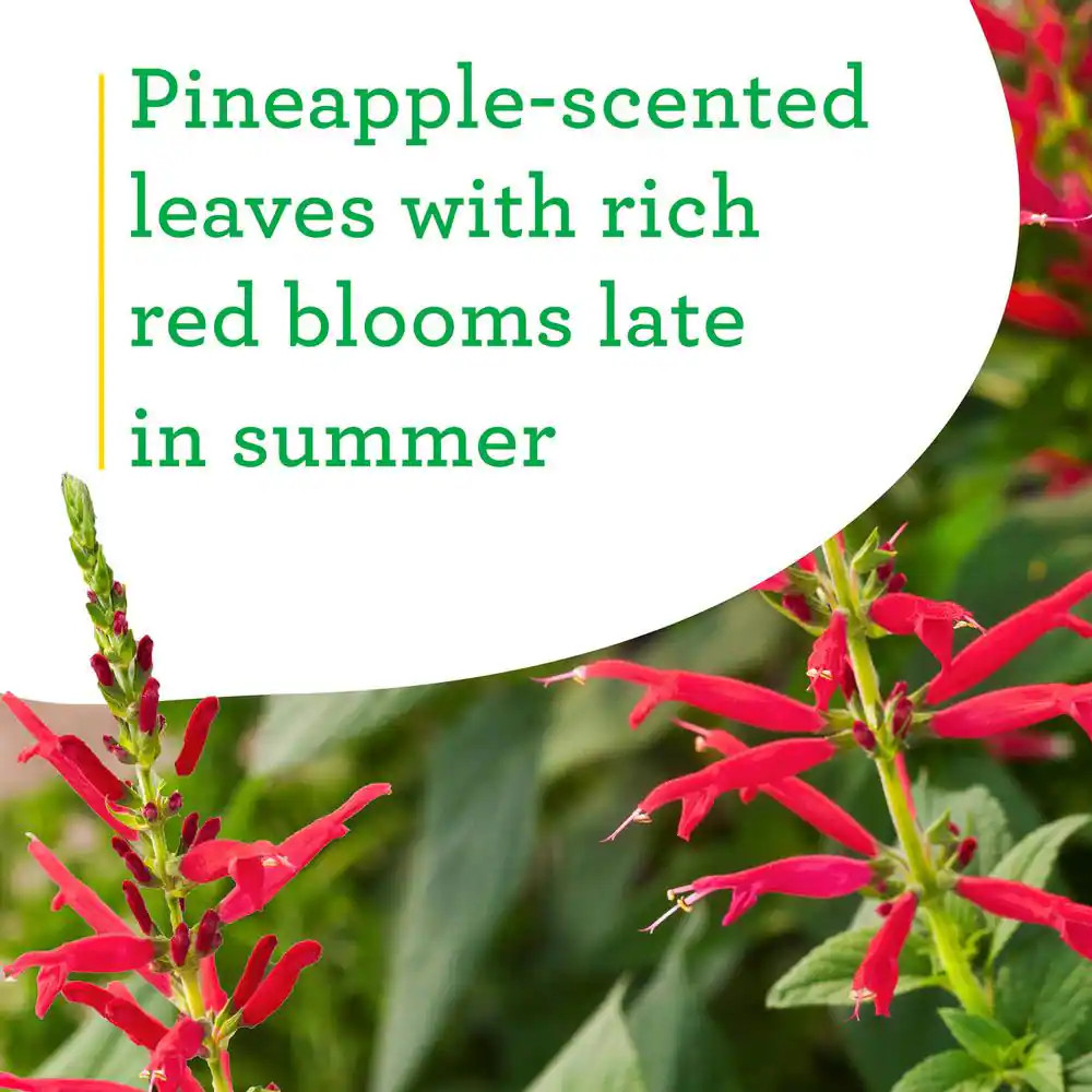 19 Oz. Pineapple Sage Herb Plant (2-Pack)