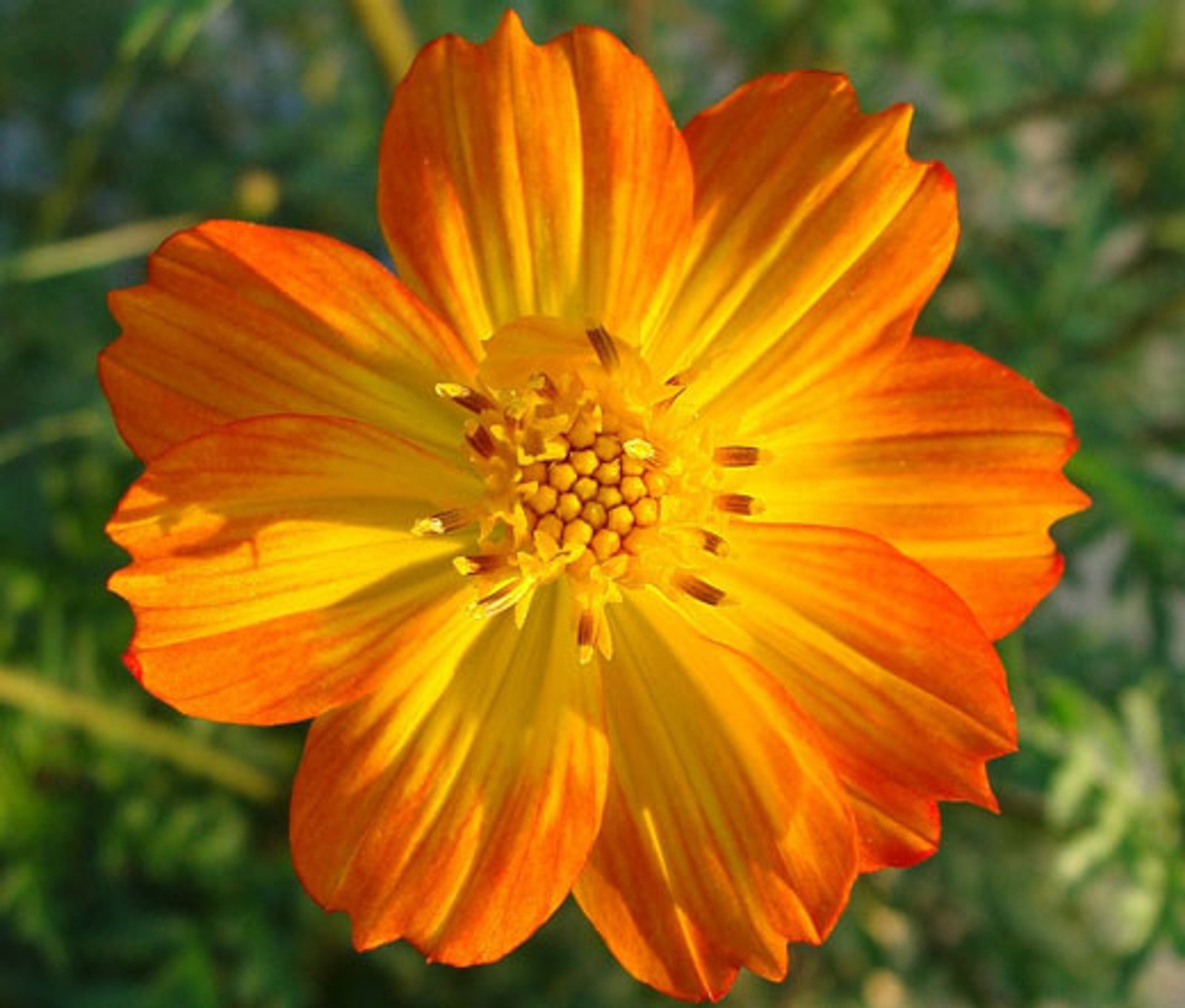 Cosmos Sulphur Dwarf Orange Flower Seeds Free Shipping!