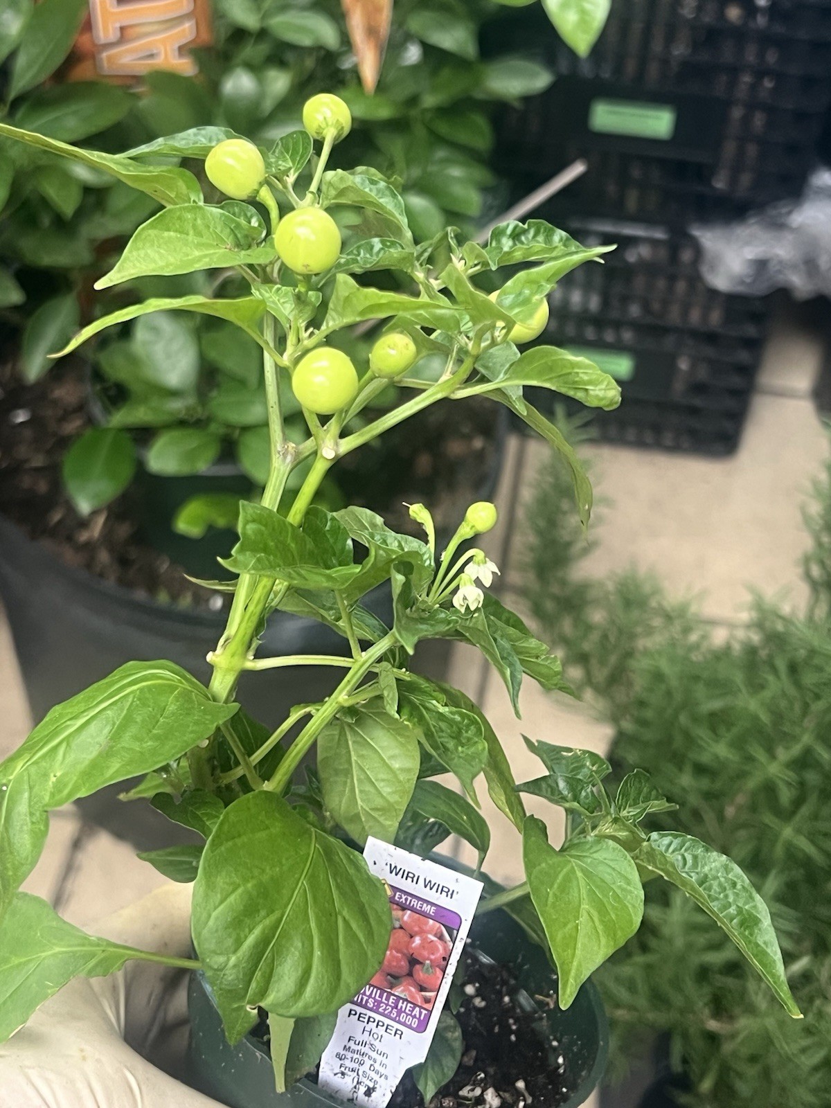 Extremely Hot Wiri Wiri Pepper Plants 225,000 SH One Live Plant In 4” Pot