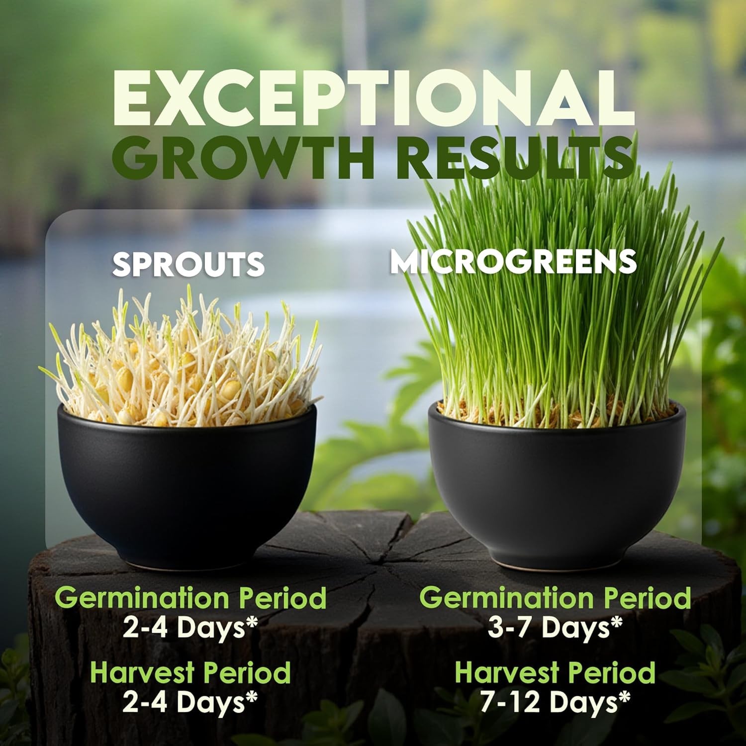 Wheat Grass Seeds – Non-GMO Organic Seeds for Planting, Cat Grass Kit Planter…