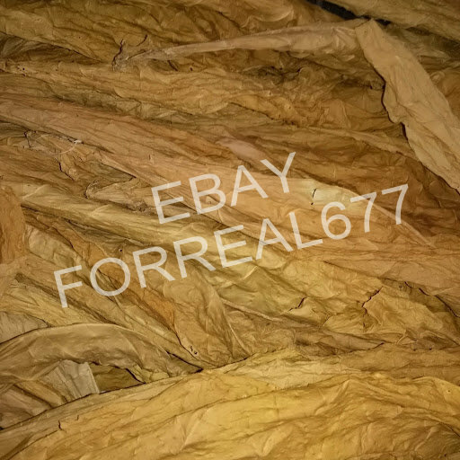 LOUISIANA PERIQUE TOBACCO 1000+ SEEDS FRESH 2023 HARVEST Instructions Included