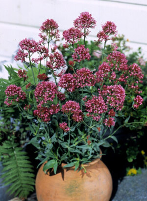 Centranthus ruber roseus Rosy Red 500 seeds
