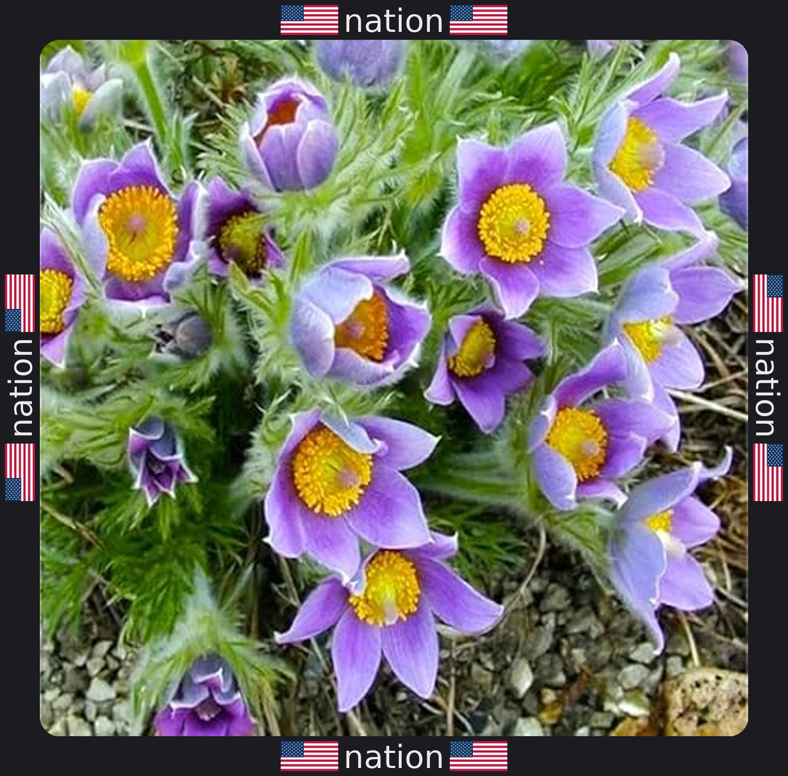 Eastern Pasqueflower Seeds – 30 Prairie Crocus Perennial Planting Seeds