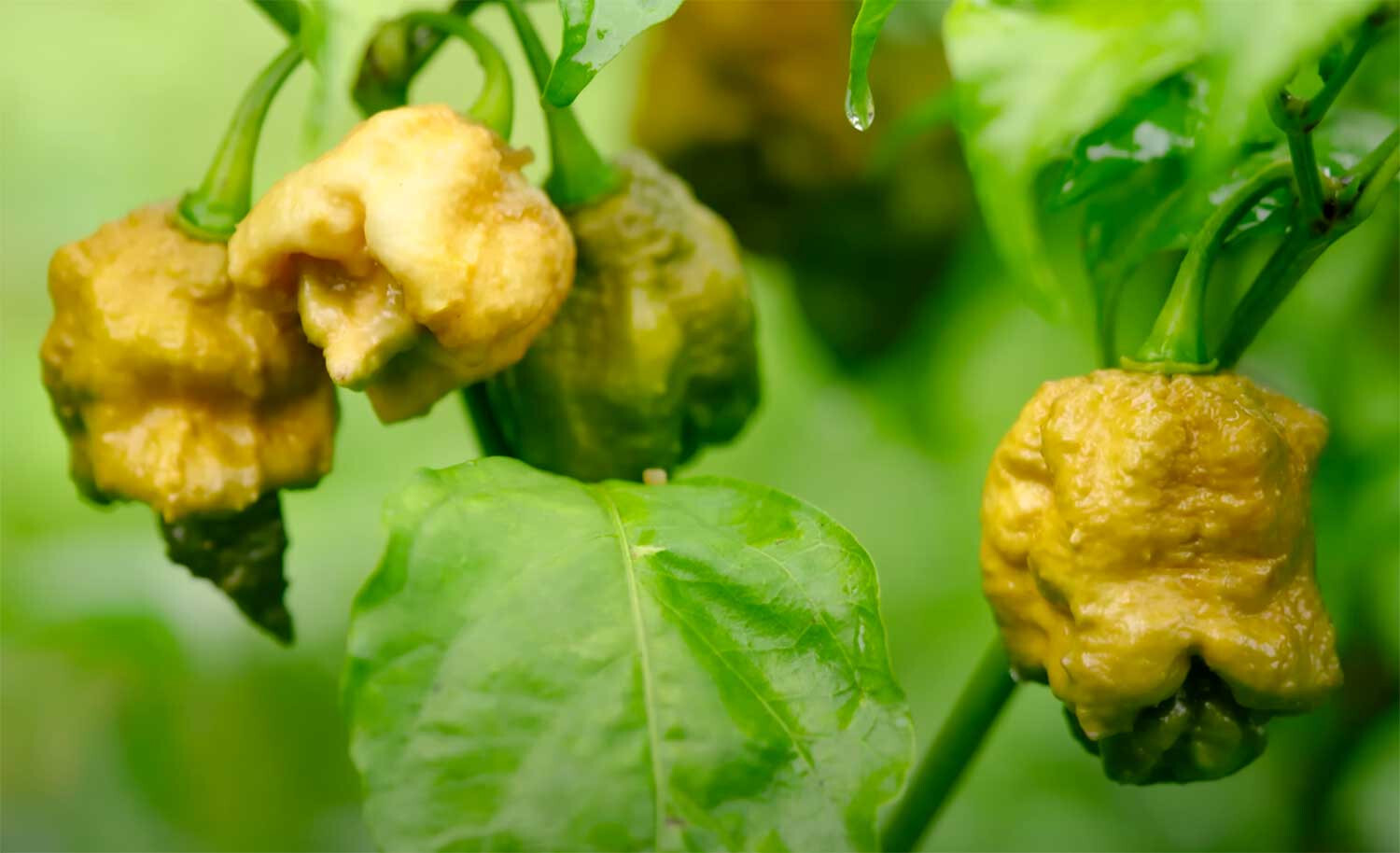 25+ Pepper X Seeds for Extremely Spicy Garden Planting – USA – FREE SHIPPING!