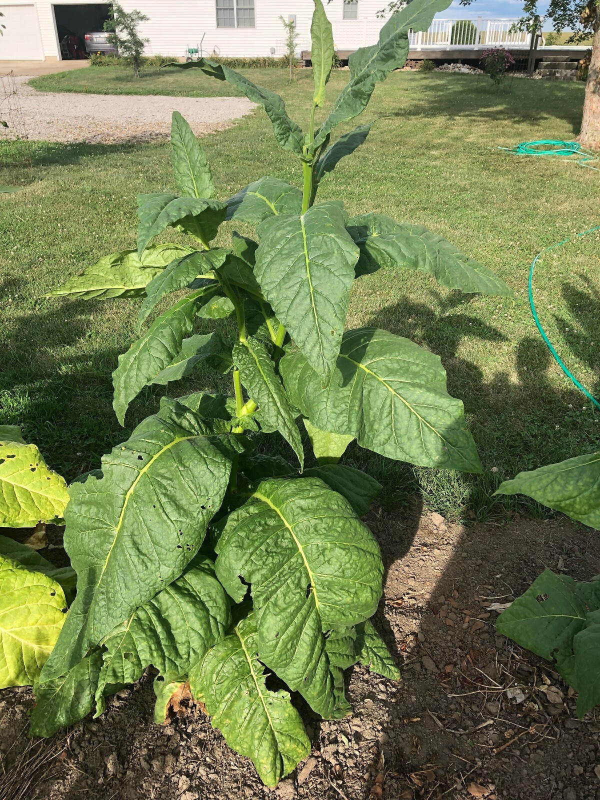 Stag Horn Tobacco Seeds ~100 Non-GMO Free Ship No Track ~2 Weeks Arrival Read