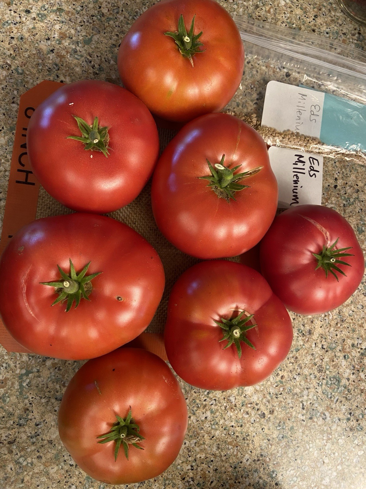 25+ seeds of ED’S MILLENNIUM Tomato -Indeterminate Variety- Solanum lycopersicum