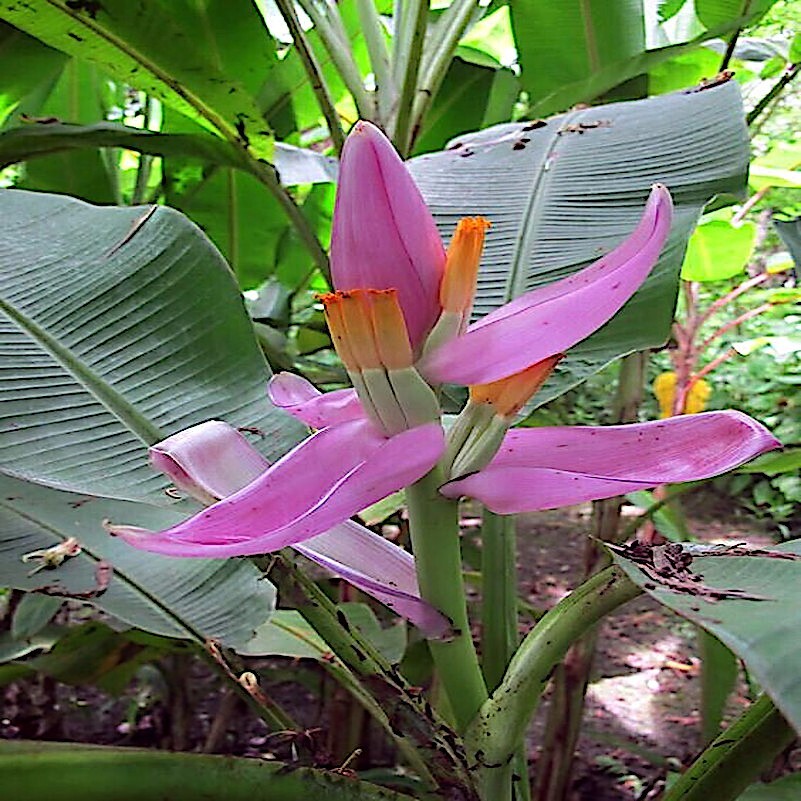 Pink Dwarf Banana Tree Fruit Plant Seeds (Musa velutina) Rare Fast Hardy-Zone 7b